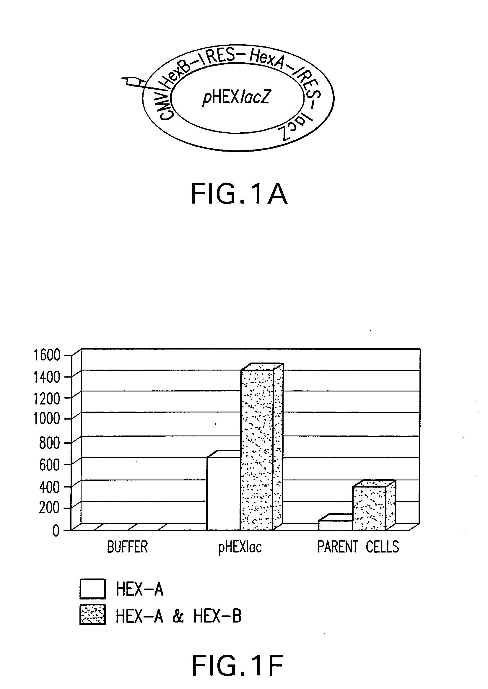 Vectors having both isoforms of beta-hexosaminidase