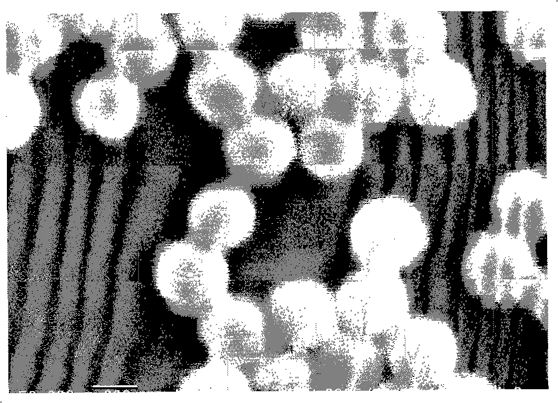 Hollow polymer particle, colored hollow polymer particle and their production methods