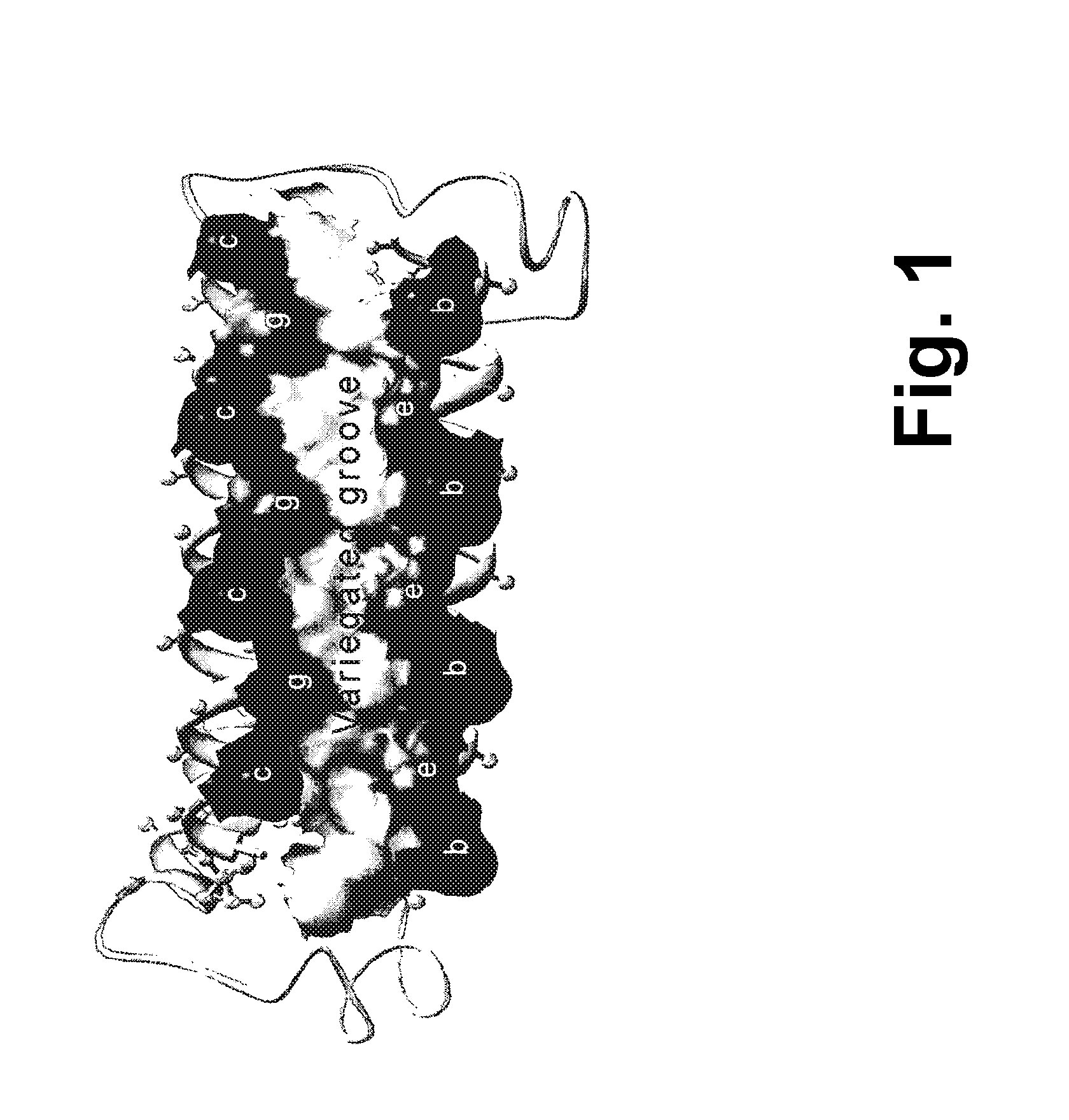 Alphabody libraries and methods for producing the same