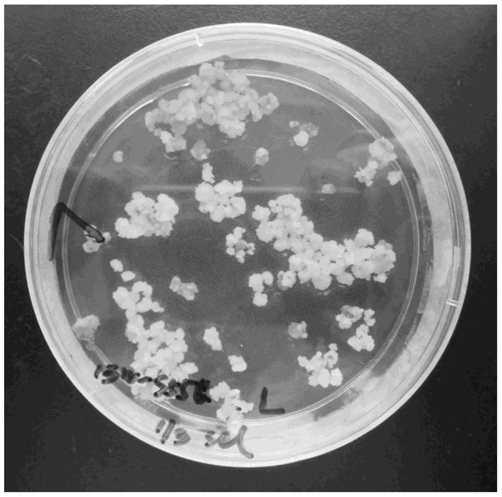 A method for introducing exogenous genes into closed-growth pollinated indica rice using pmi screening markers