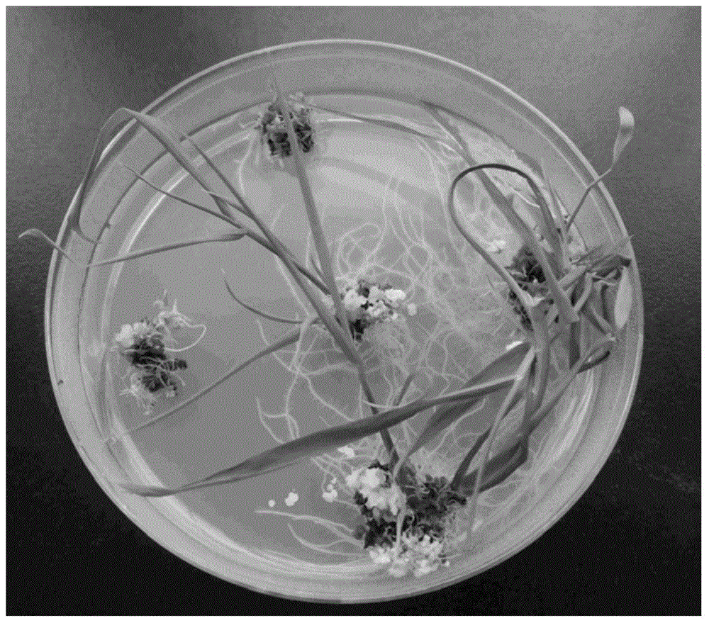 A method for introducing exogenous genes into closed-growth pollinated indica rice using pmi screening markers