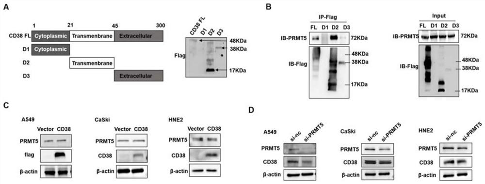 Target spot for treating tumor, application of target spot and tumor treatment preparation