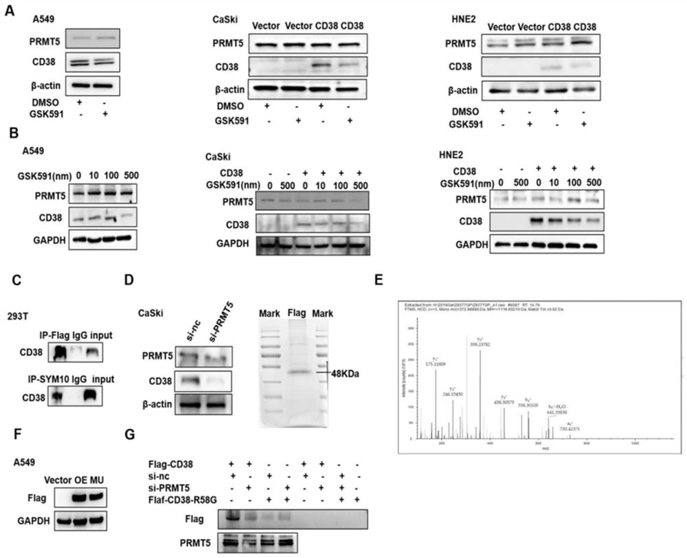 Target spot for treating tumor, application of target spot and tumor treatment preparation