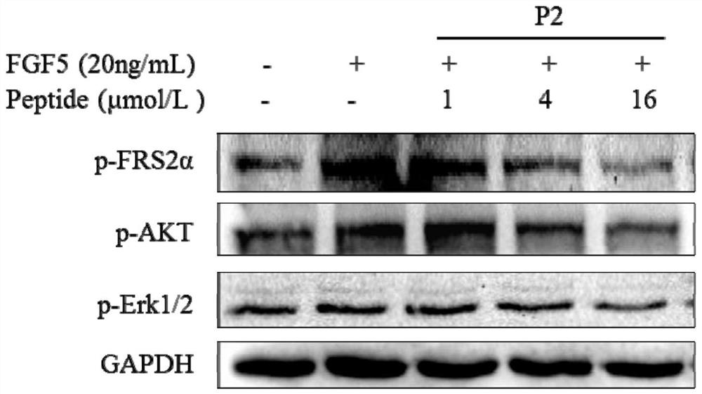 Inhibitor of fgf-5 polypeptide and its hair growth application