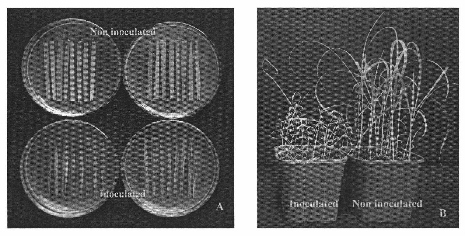 Curvularia lunata strain and application thereof