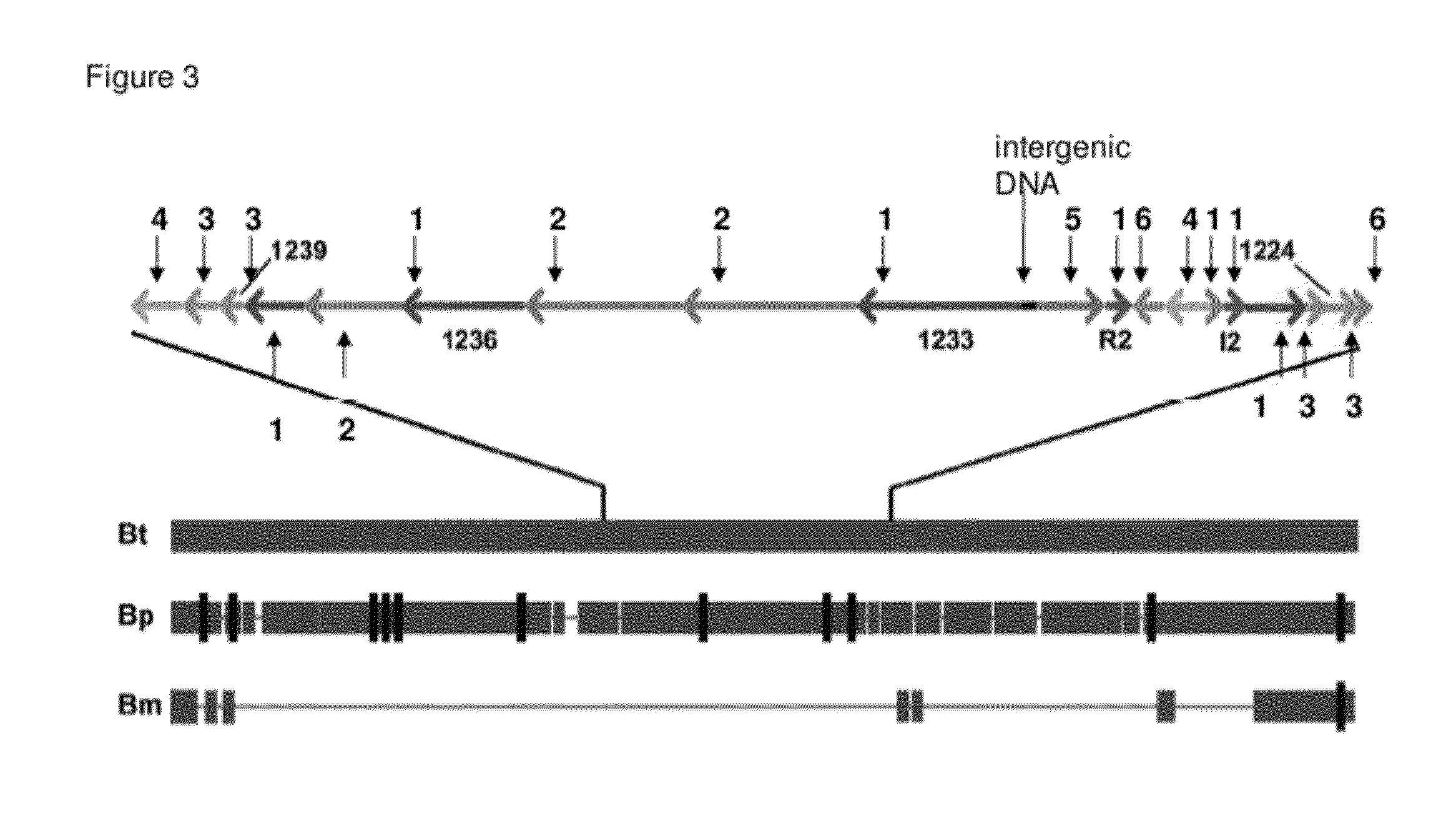 Bactobolin analog and synthesis method thereof