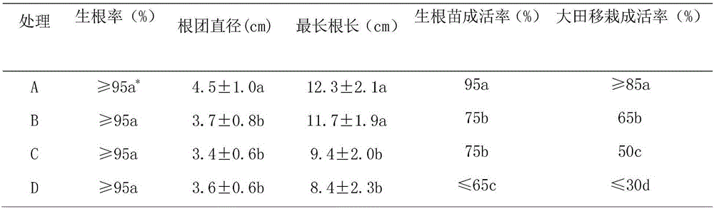 Cultivation method of sound seedlings of blueberry tissue culture seedlings