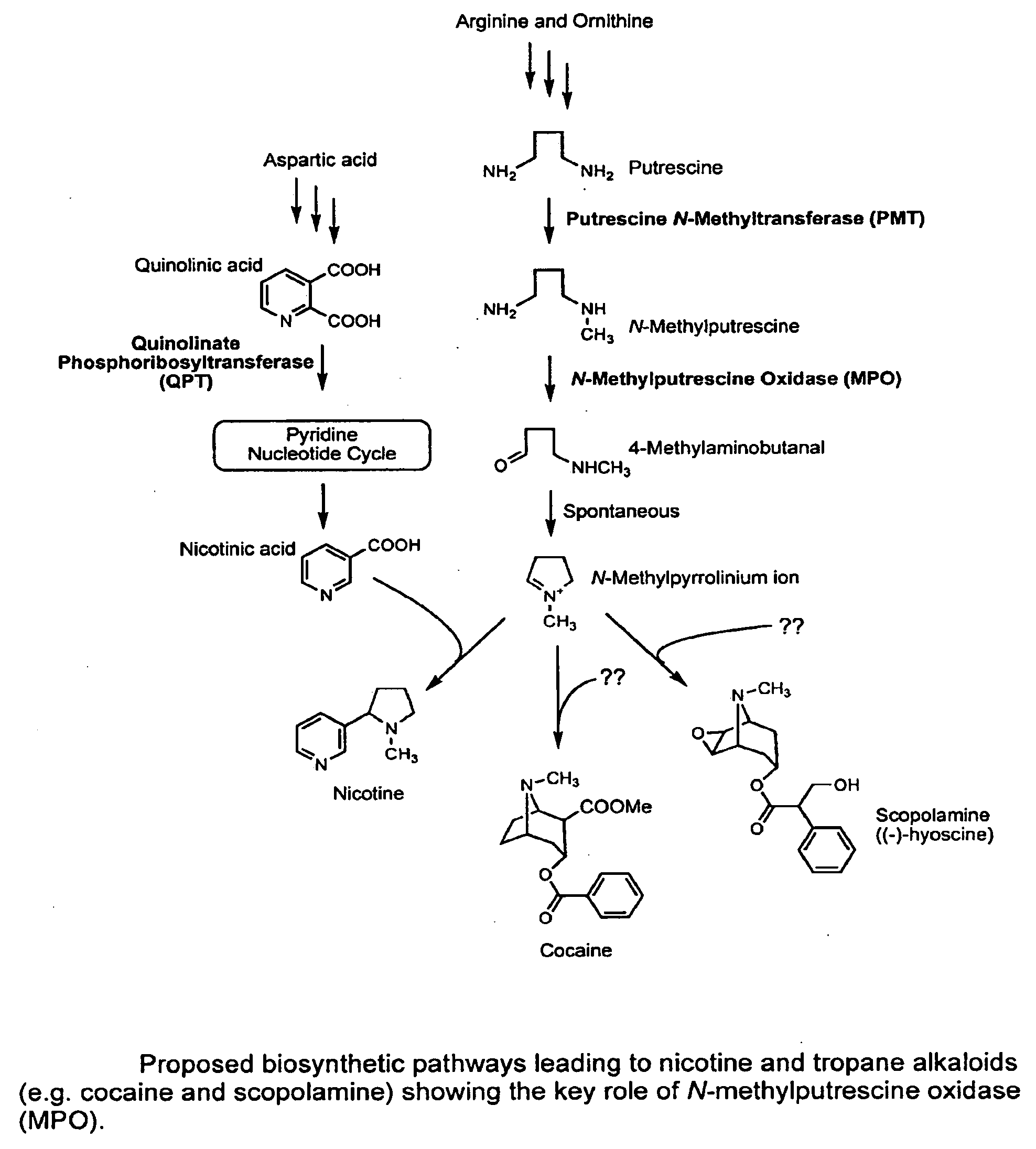 Nucleic acid encoding n-methylputrescine oxidase and uses thereof