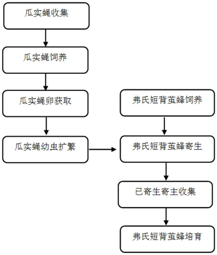 A large-scale propagation method for the larvae of the melon fly larvae, the parasitic wasp Brachycarpa freundii