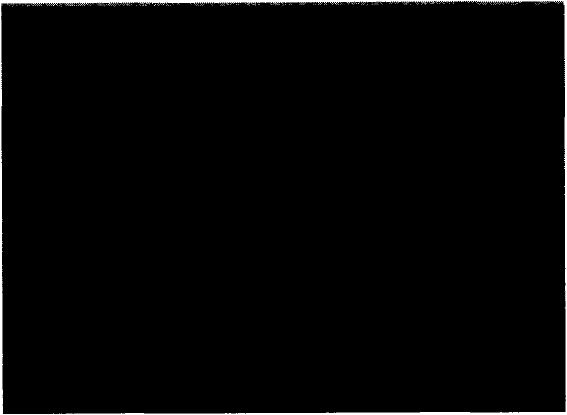 Fine-grained copper fiber, pumice and magnesium alloy composite material and preparation method thereof