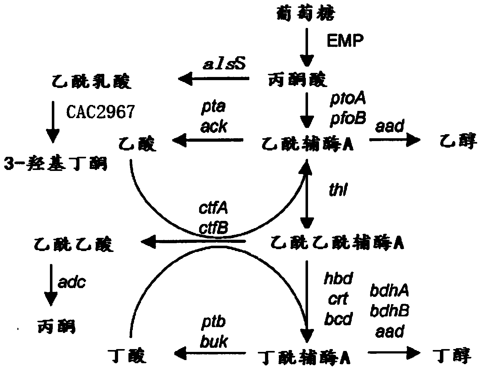 Genetically engineered bacterium for producing acetoin as well as construction method and application thereof