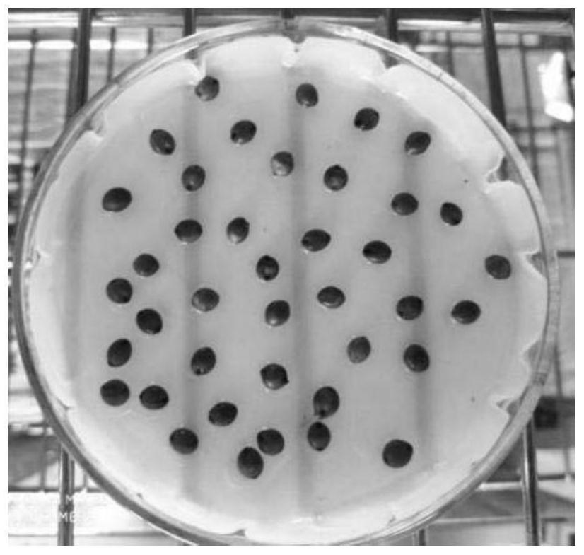 Method for remediating cesium-contaminated soil through forage grasses and method for remediating cesium-contaminated soil through forage grasses and microorganisms