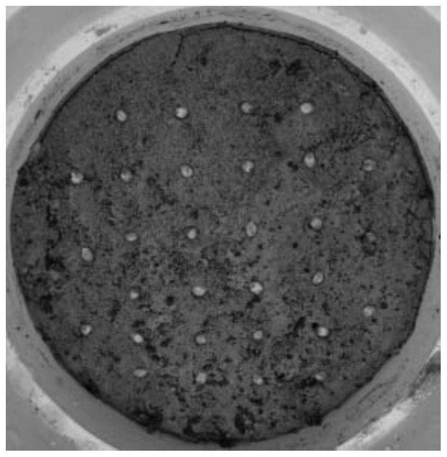 Method for remediating cesium-contaminated soil through forage grasses and method for remediating cesium-contaminated soil through forage grasses and microorganisms