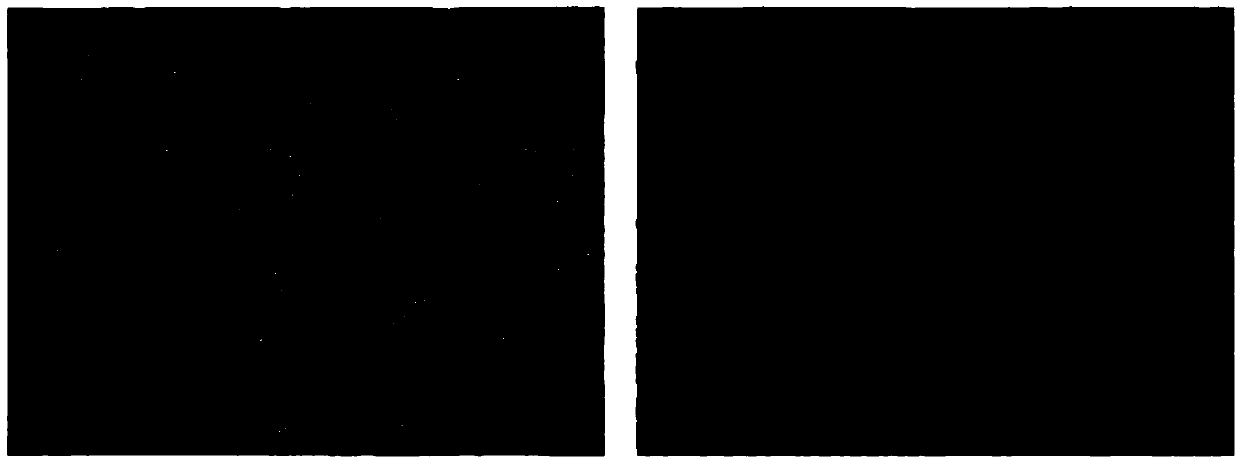 Biological type bone repairing material and preparation method thereof