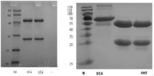 Monoclonal antibody and antibody combination against foot-and-mouth disease type O virus and its application in the detection of virus antigen and antibody