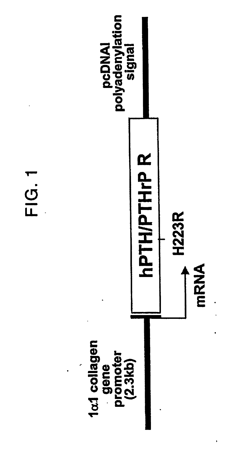 Parathyroid hormone receptor activation and hematopoietic progenitor cell expansion