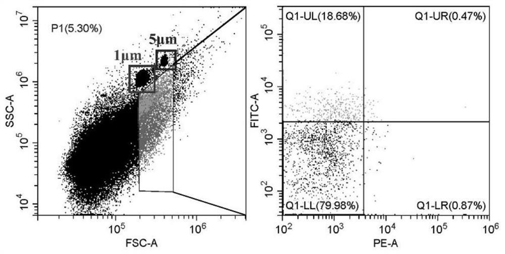 Method for preparing extracellular vesicles and application of extracellular vesicles