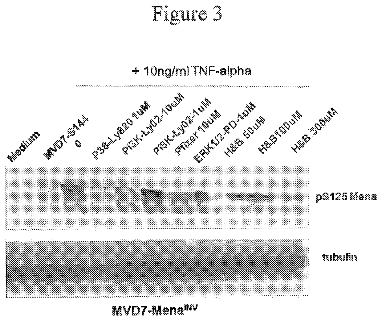 Methods for the treatment of a cancer or fibrotic disorder associated with MENA or MENA(INV) by administering a map kinase inhibitor