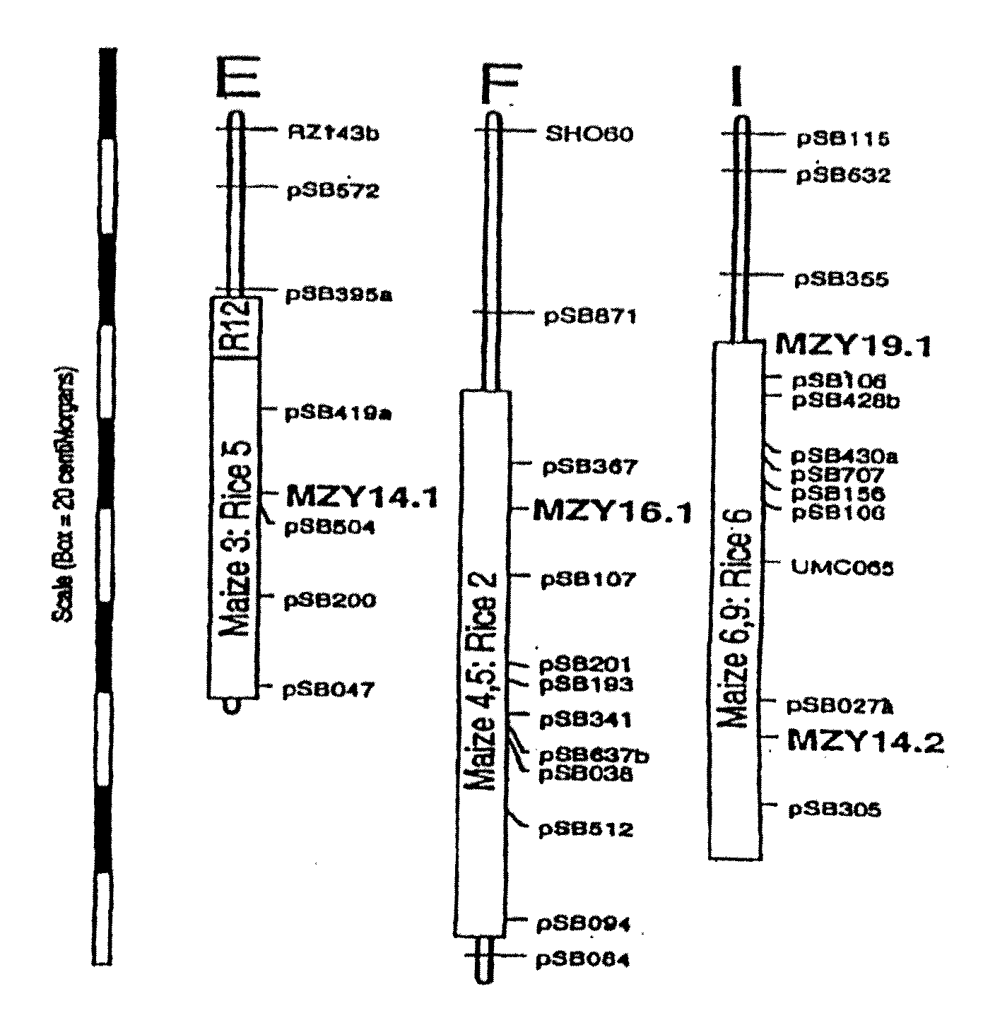 Methods and Constructs for Producing Transgenic Plants and Methods of Recovering Expressed Proteins