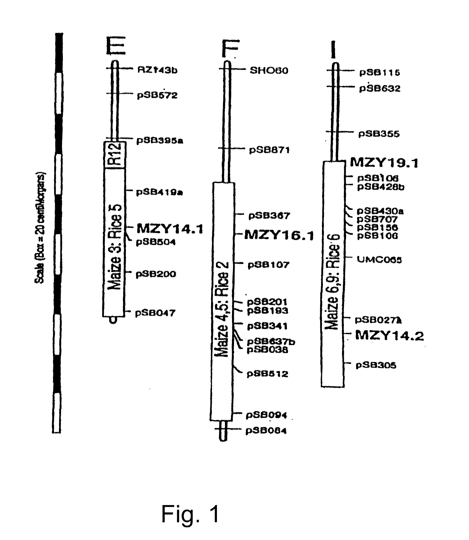 Methods and Constructs for Producing Transgenic Plants and Methods of Recovering Expressed Proteins