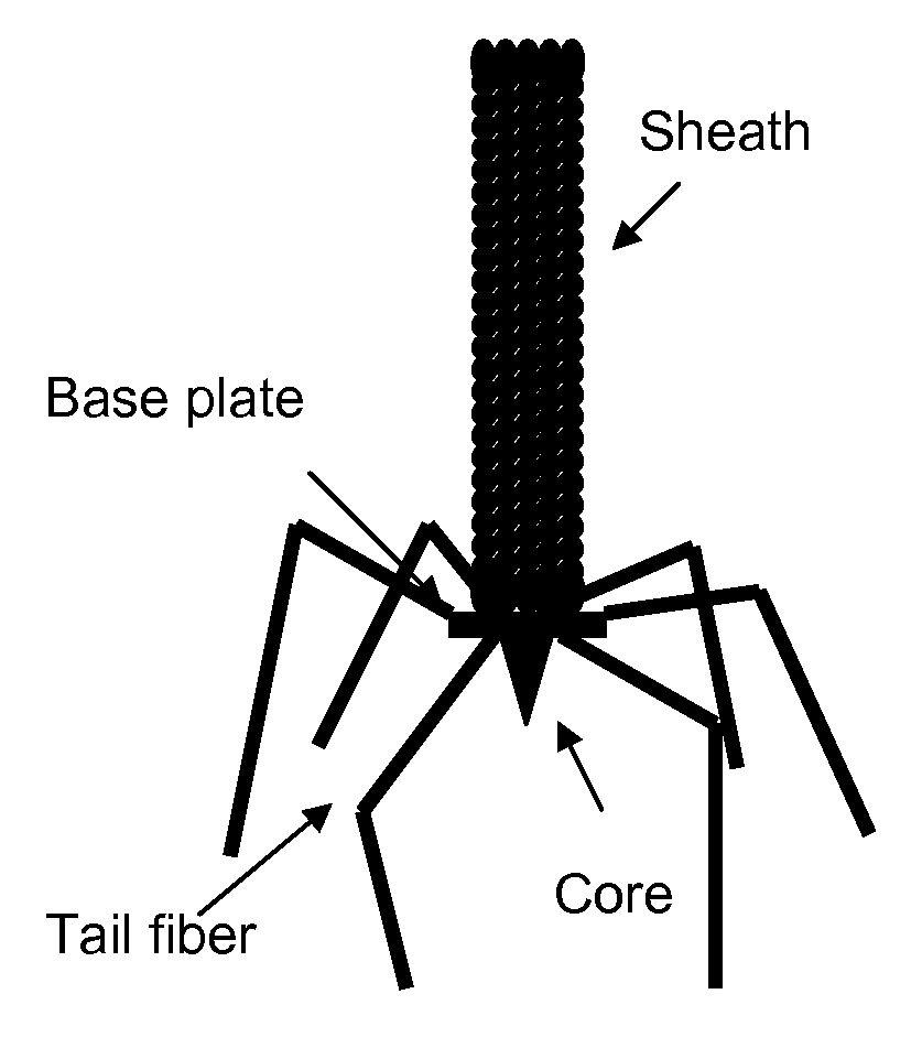 Inhibition of yersinia pestis