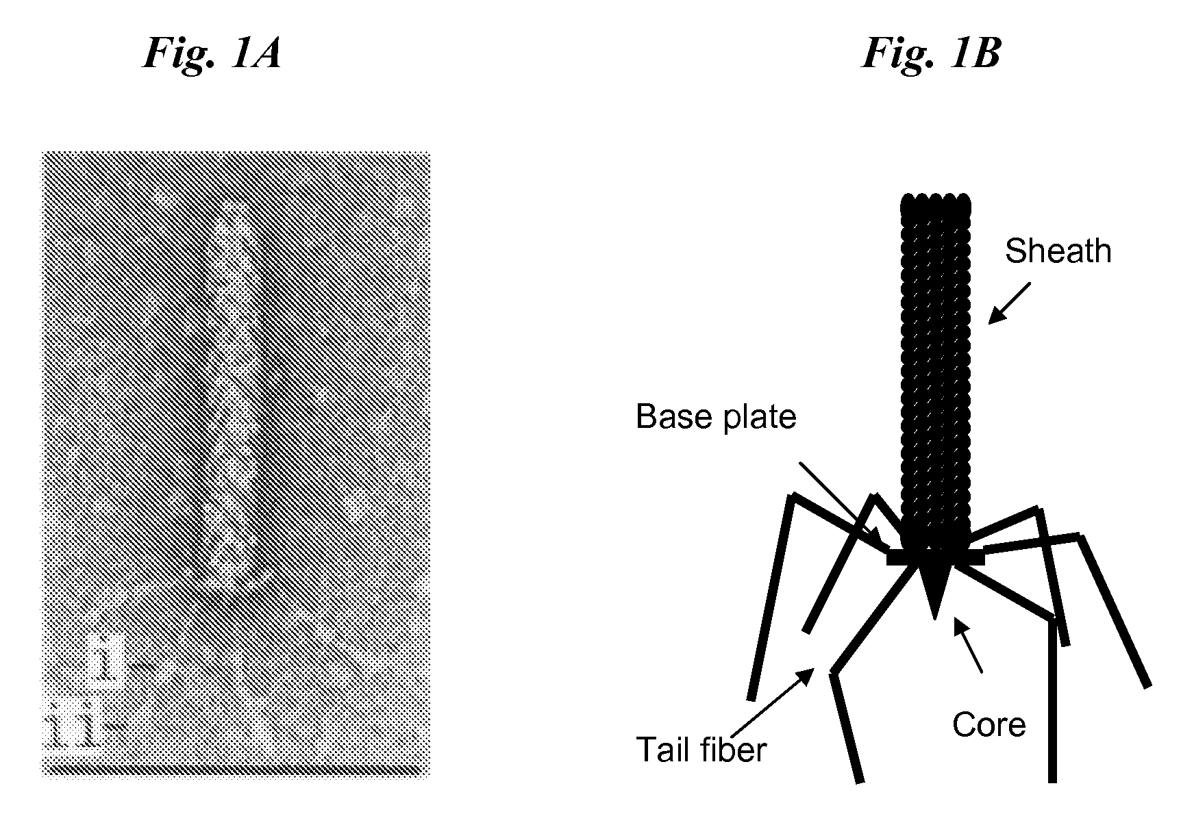 Inhibition of yersinia pestis