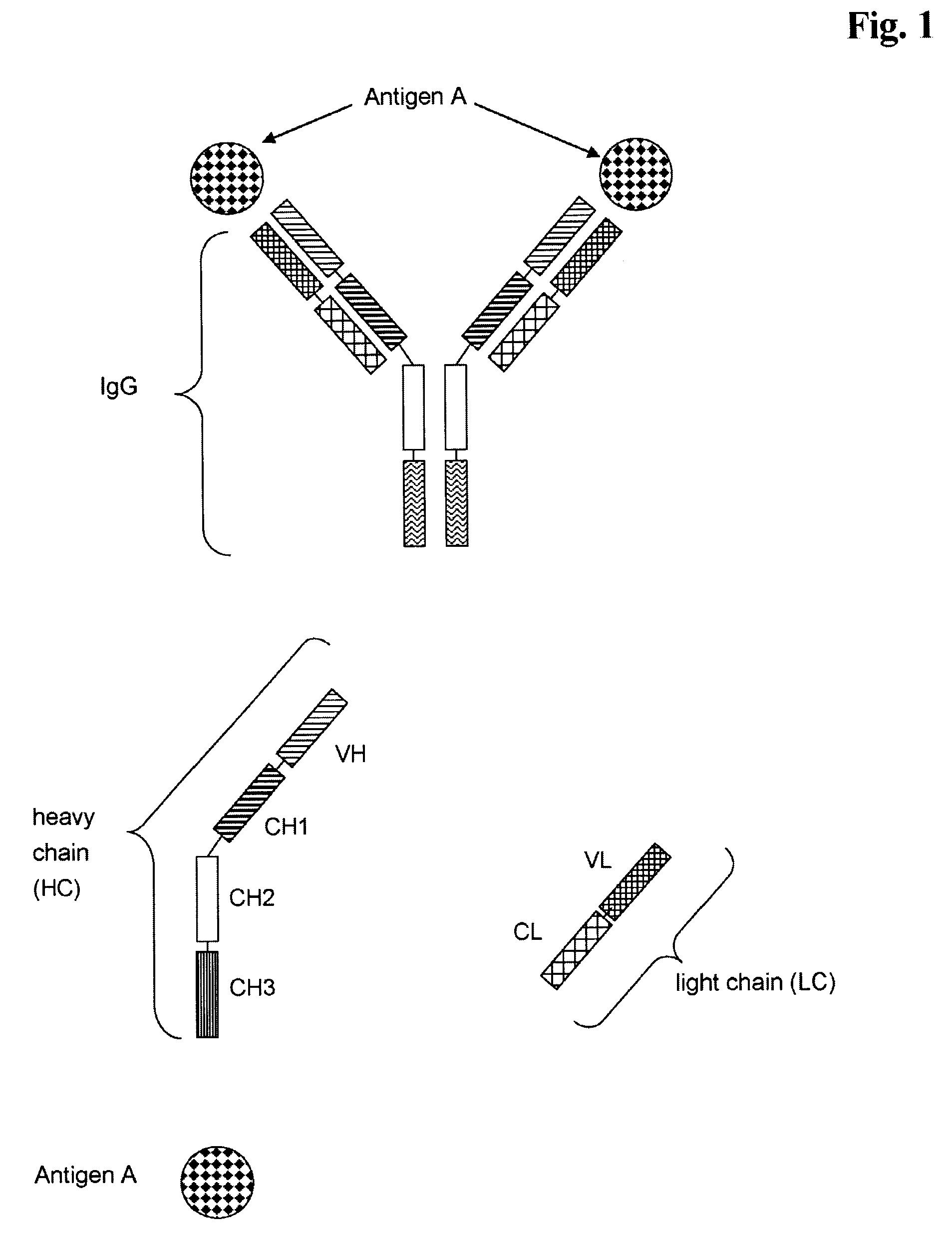 Bivalent, bispecific antibodies