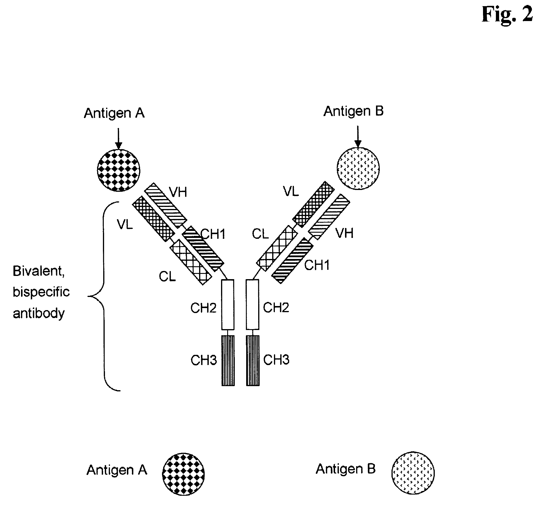 Bivalent, bispecific antibodies