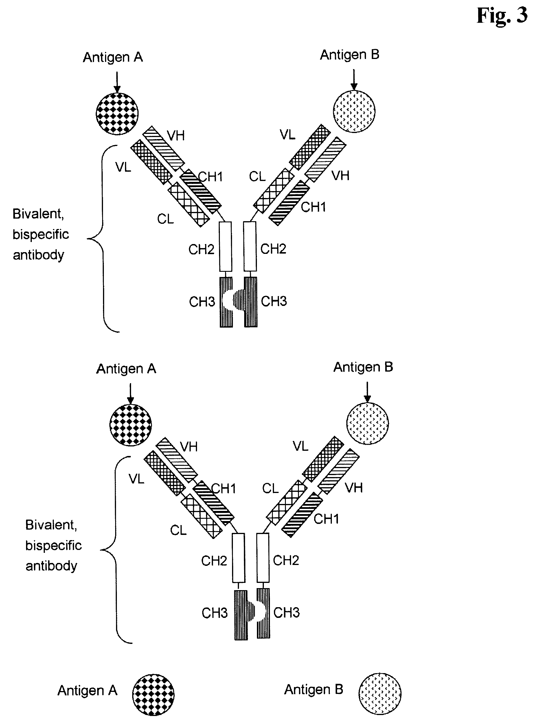 Bivalent, bispecific antibodies