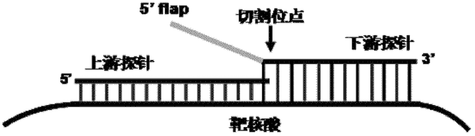 Cascade intrusion signal amplification reaction combined nanogold-oligonucleotide probe visual nucleic acid detection method