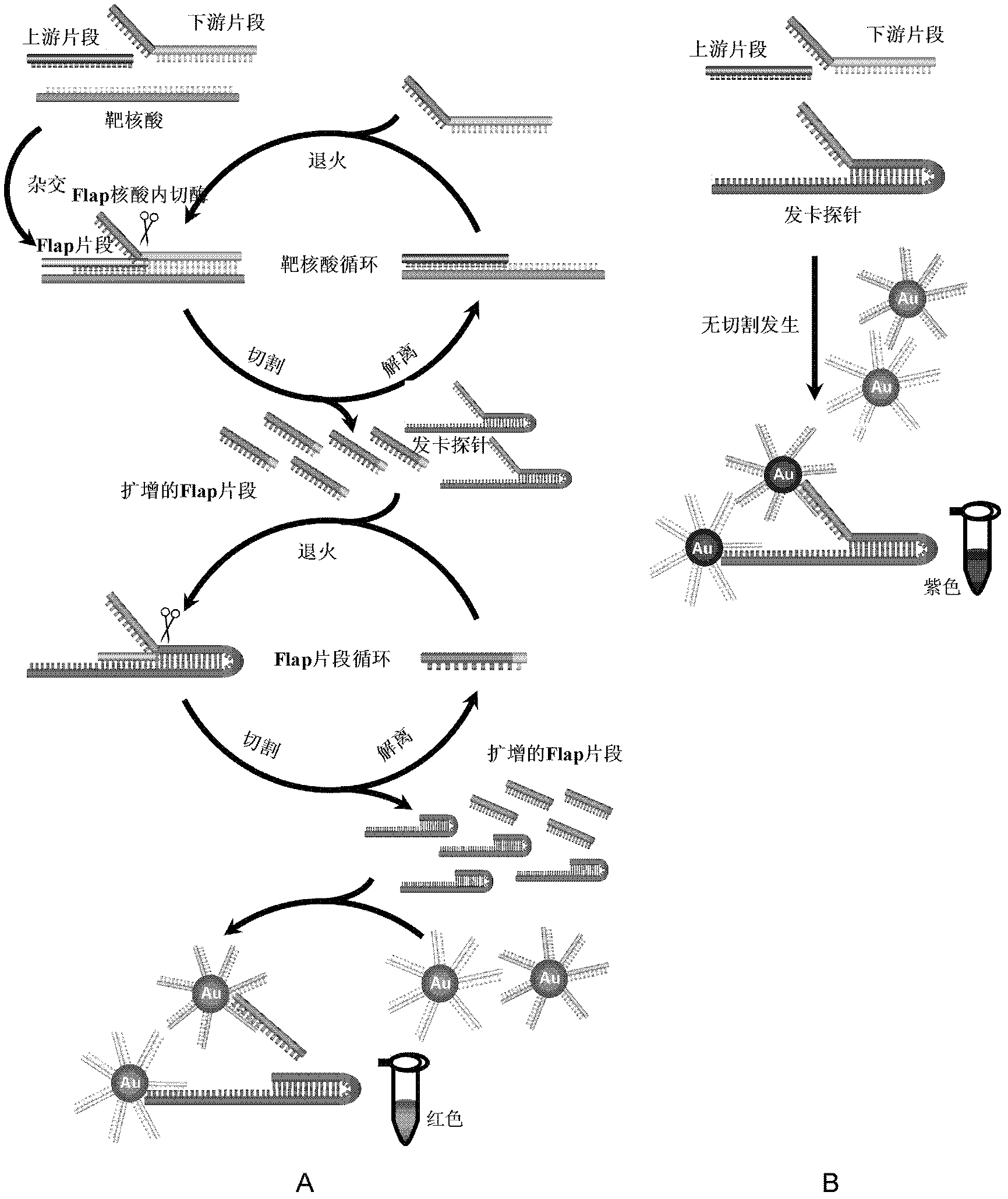 Cascade intrusion signal amplification reaction combined nanogold-oligonucleotide probe visual nucleic acid detection method