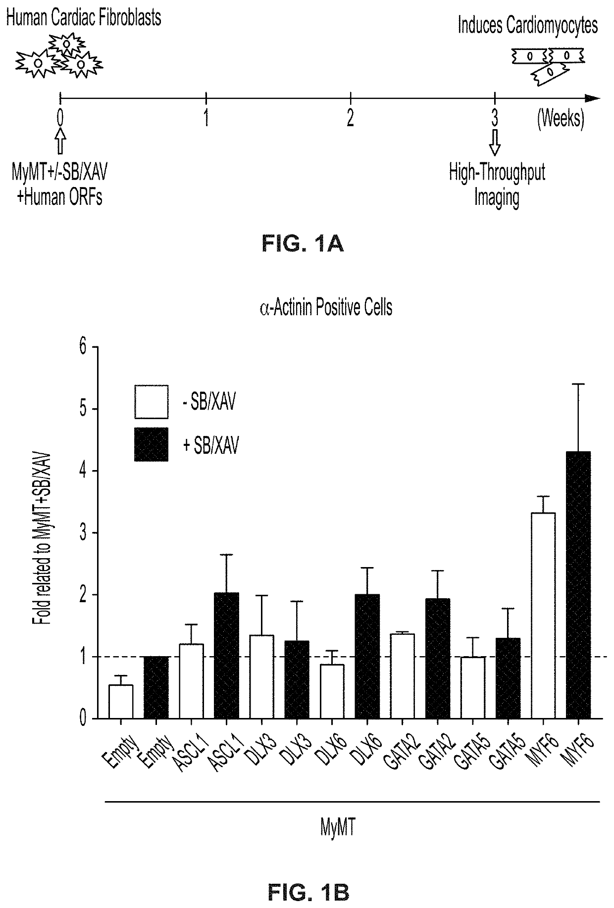 Cardiac cell reprogramming with myocardin and ASCL1