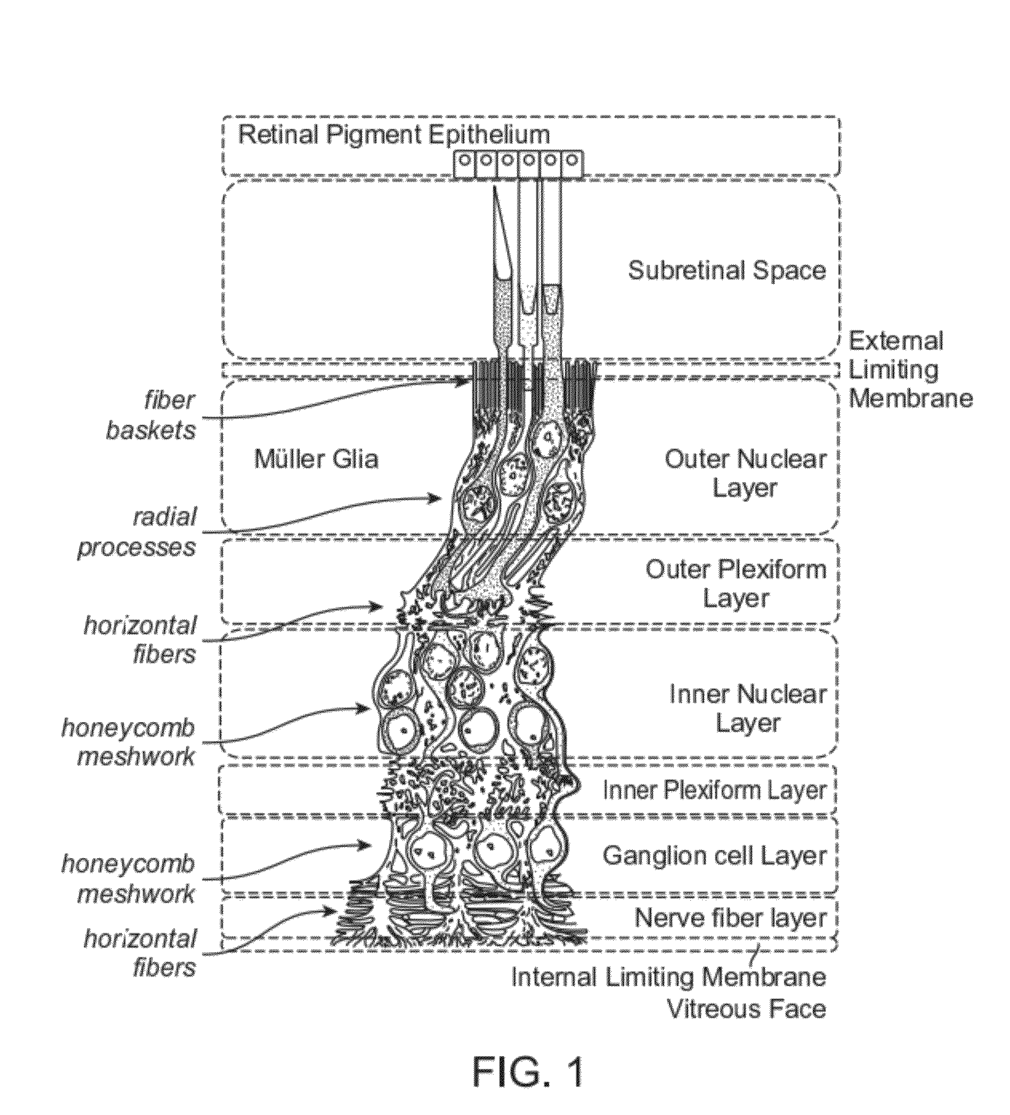 Adeno-associated virus virions with variant capsid and methods of use thereof