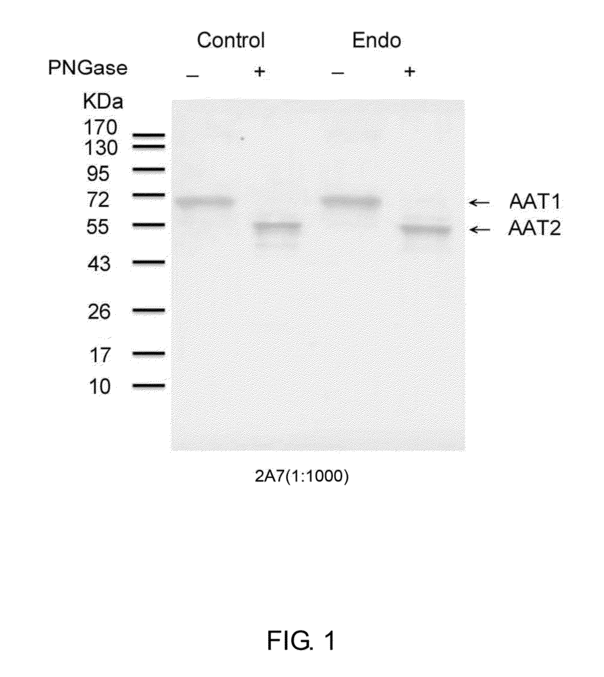 Specific a1at monoclonal antibodies for detection of endometriosis