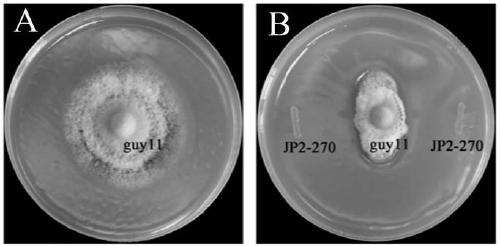 Burkholderia and application thereof