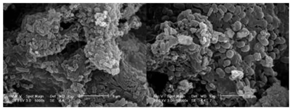 A kind of storage method of aerobic granular sludge