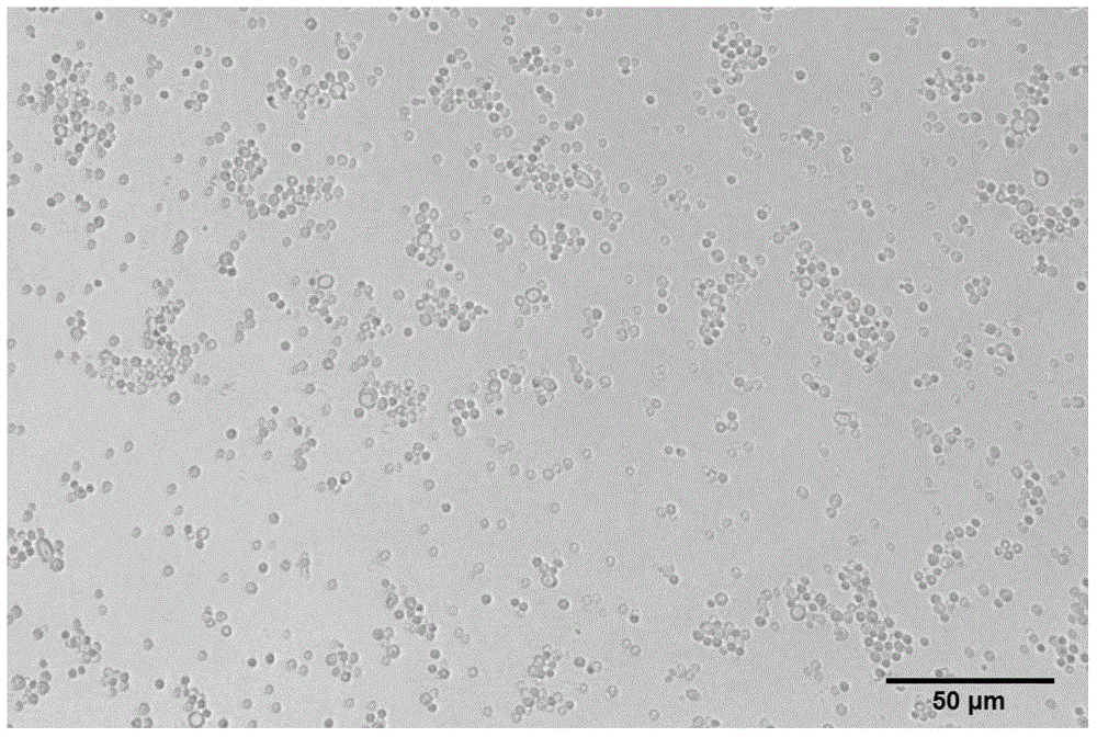 Debaryomyces hansenii strain and applications thereof