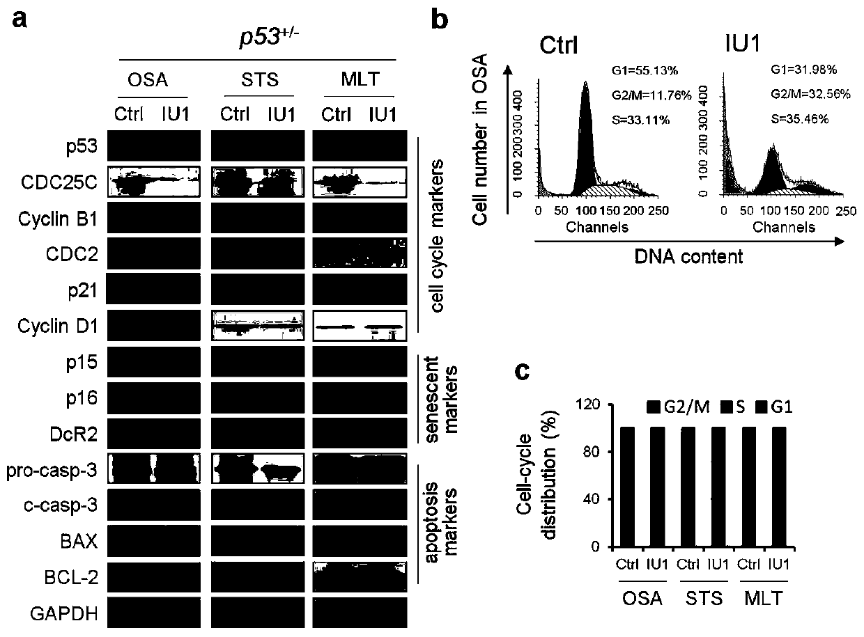 Application of IU1 in preparing drugs for treating p53-deficient tumors