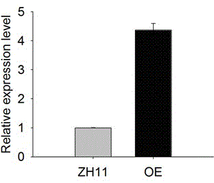 Method for regulating size and grain weight of rice seeds