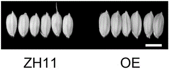 Method for regulating size and grain weight of rice seeds