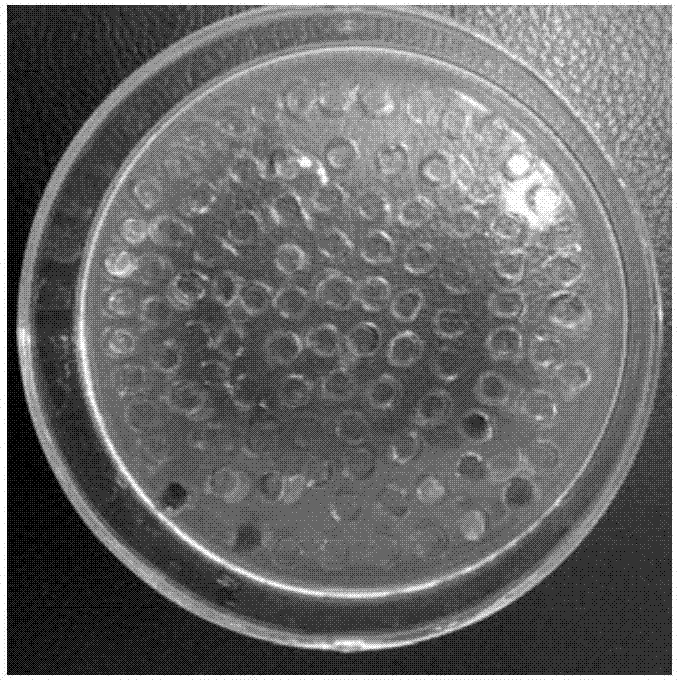 Single spore isolation method of Blumeria graminis