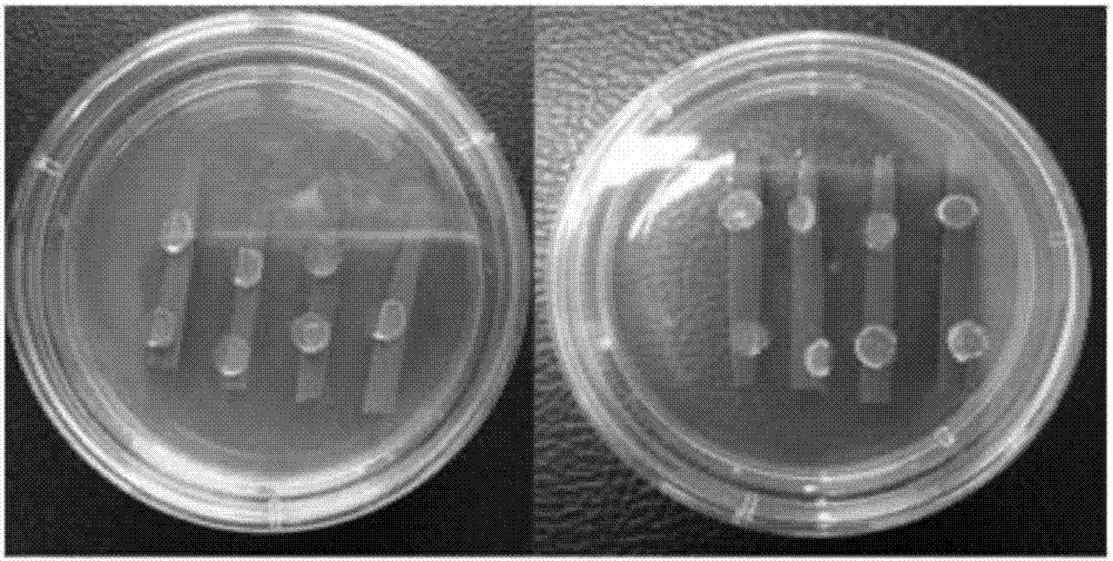 Single spore isolation method of Blumeria graminis