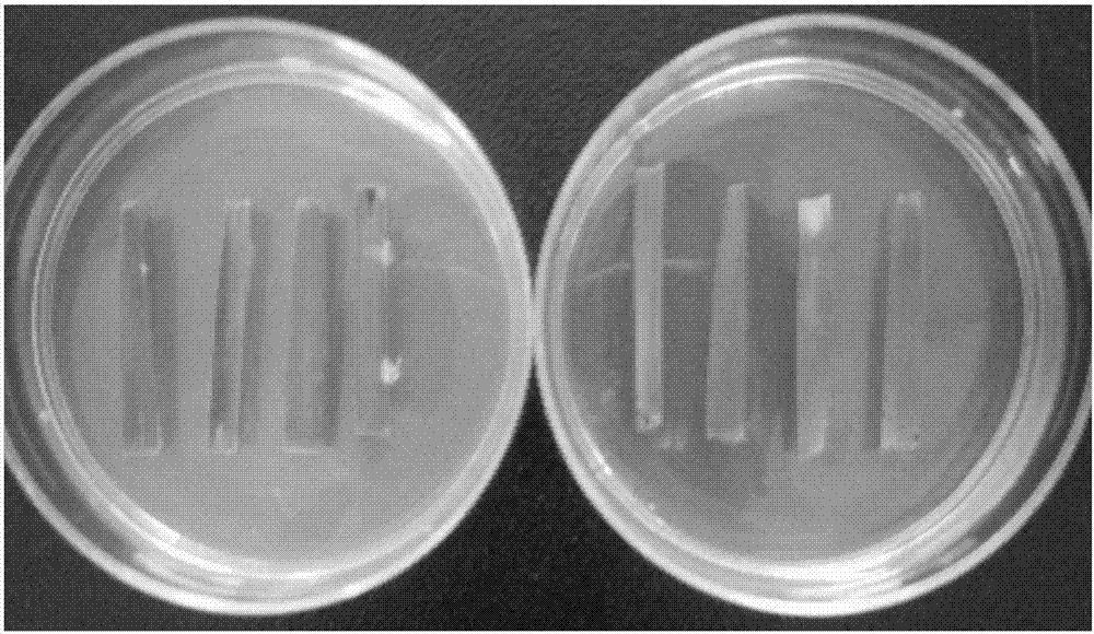 Single spore isolation method of Blumeria graminis