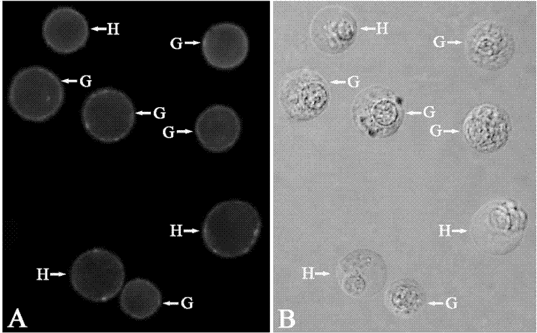 Enzyme-linked immunoassay kit for chlamys ferreri blood cells and preparation method thereof