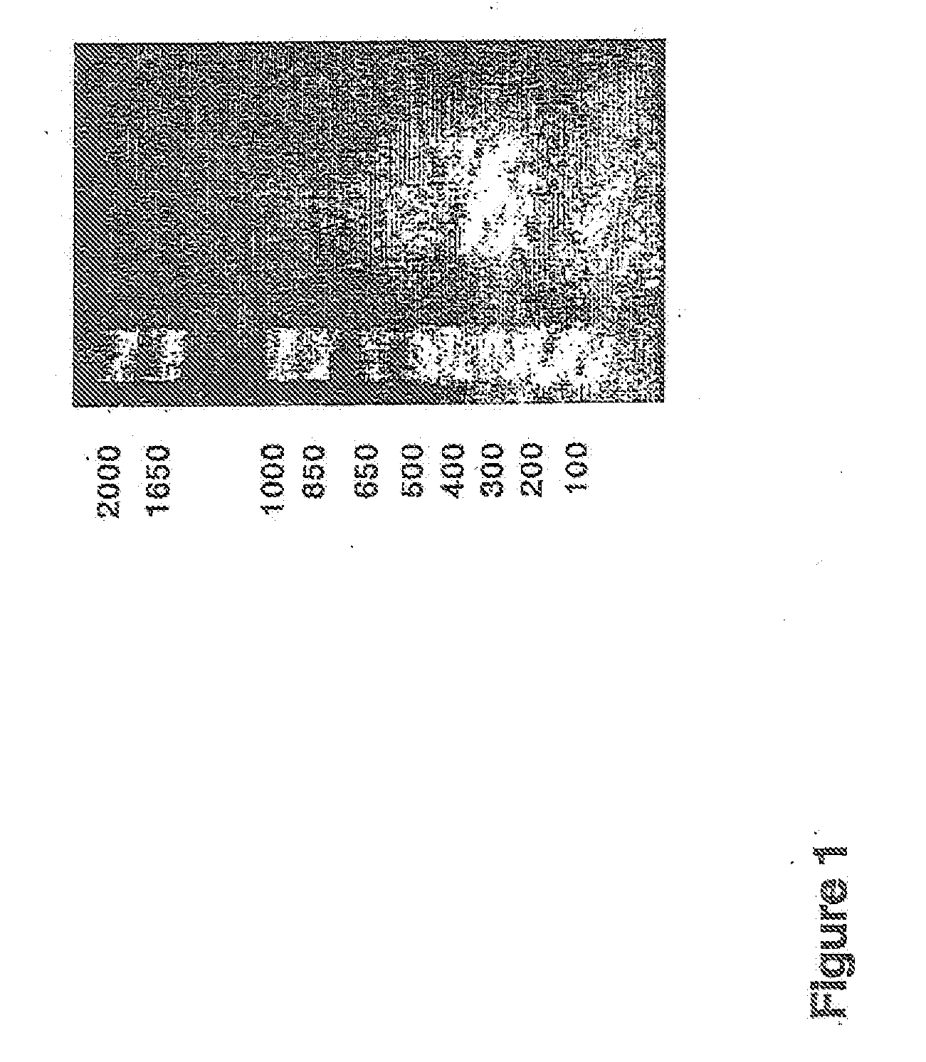 Peptide and uses thereof