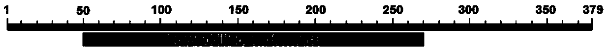 A Botrytis cinerea gene bcpda1 related to pathogenicity and its application