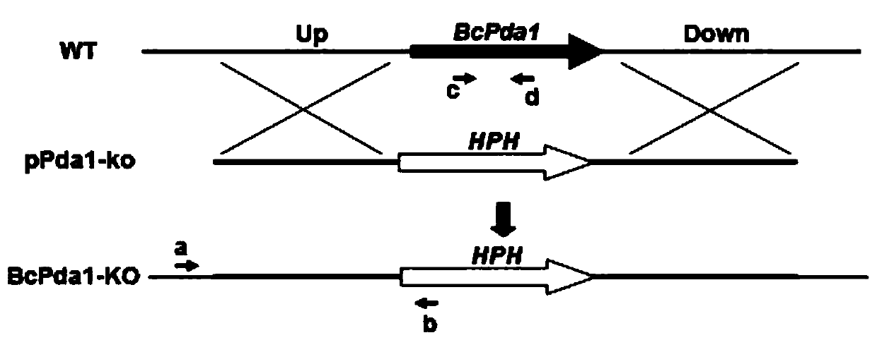 A Botrytis cinerea gene bcpda1 related to pathogenicity and its application