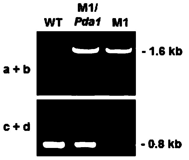 A Botrytis cinerea gene bcpda1 related to pathogenicity and its application