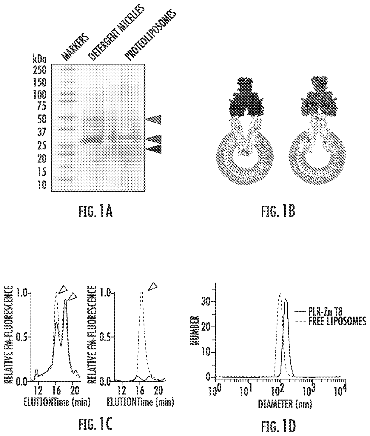 A proteoliposome-based znt8 self-antigen for type 1 diabetes diagnosis