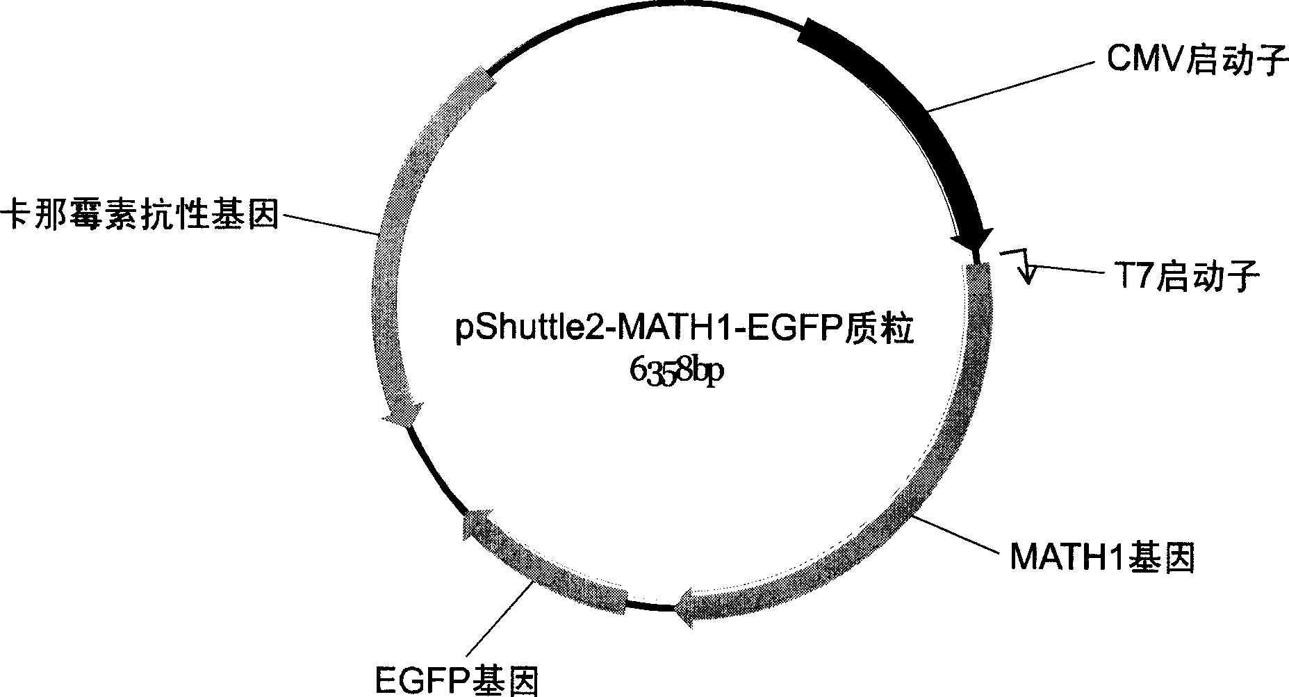 Therapeutic effects of Math1 gene pairs forsensorineural hearing loss